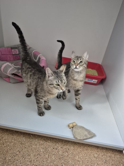 Киці, яких привезли військові, Поппі в Норі. ДоброКіт