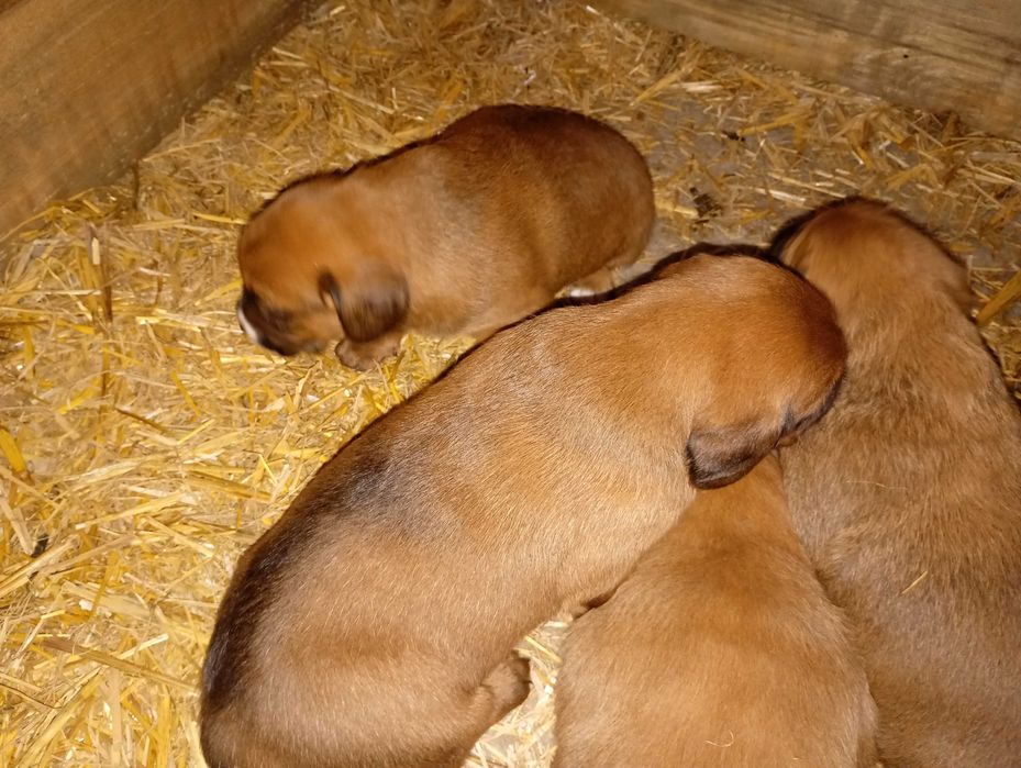 Oddam za darmo pieski