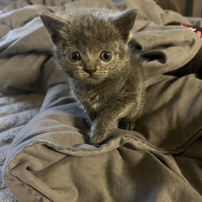 Віддам кошенят , безкоштовно