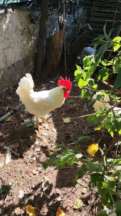 Galos raça Leghorn