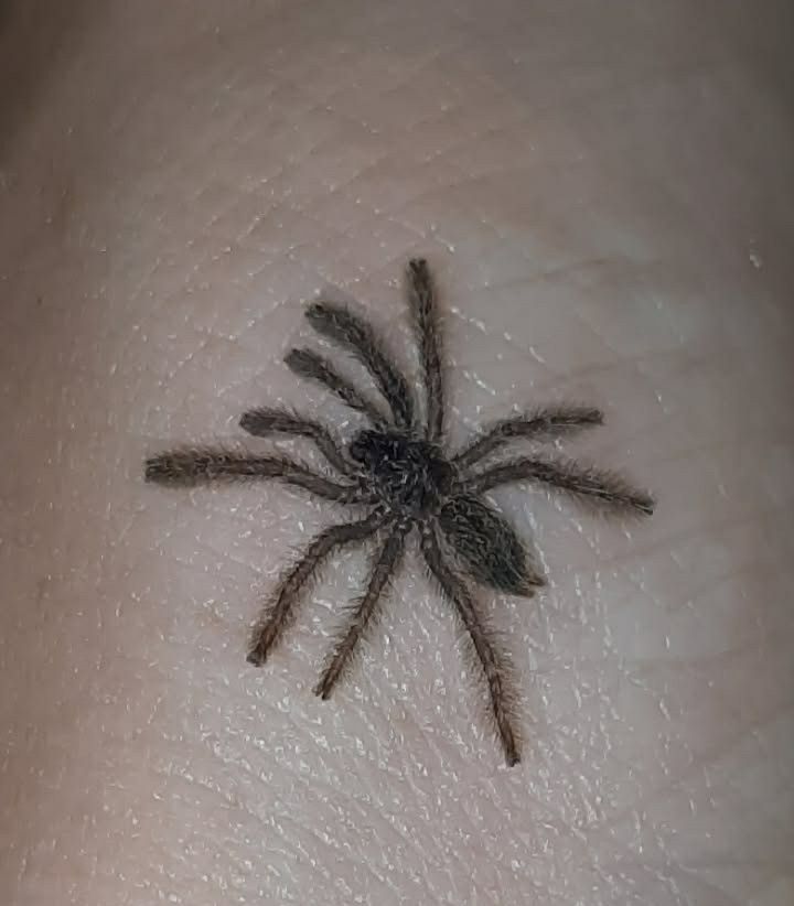 Heteroscodra maculata L1