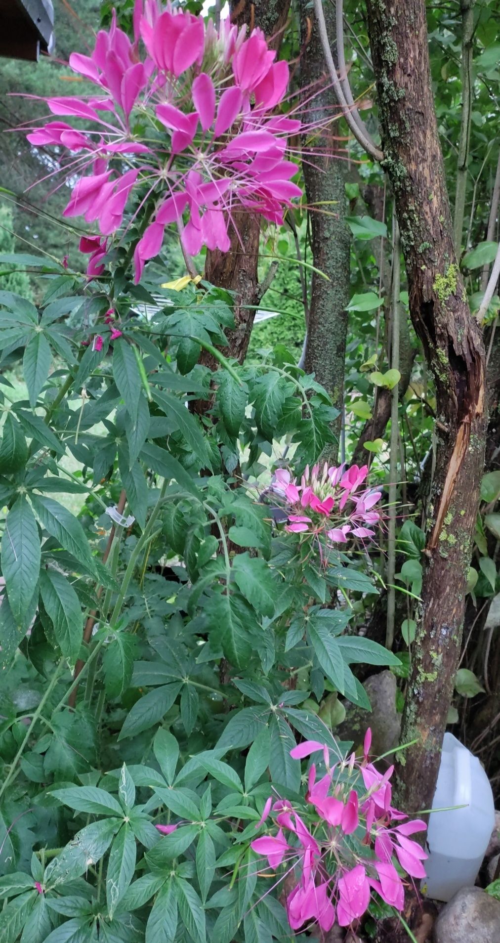 Rudbekia i inne kwiaty nasiona kolekcjonerskie