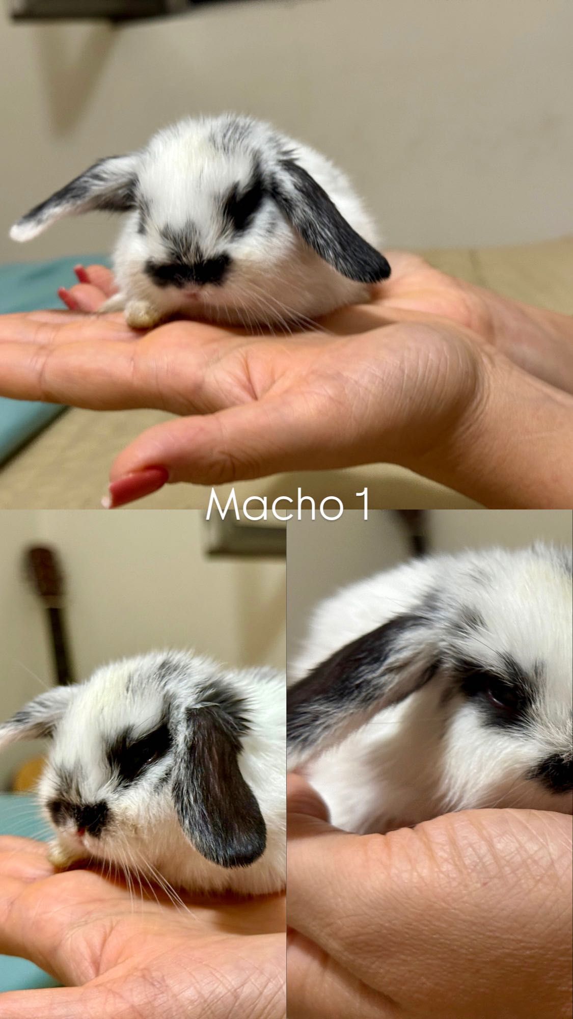 Filhotes de Coelho Mini Lop Francês à Venda!