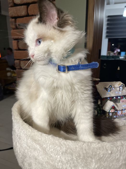 Przecudny kotek Ragdoll kotka gotowa do