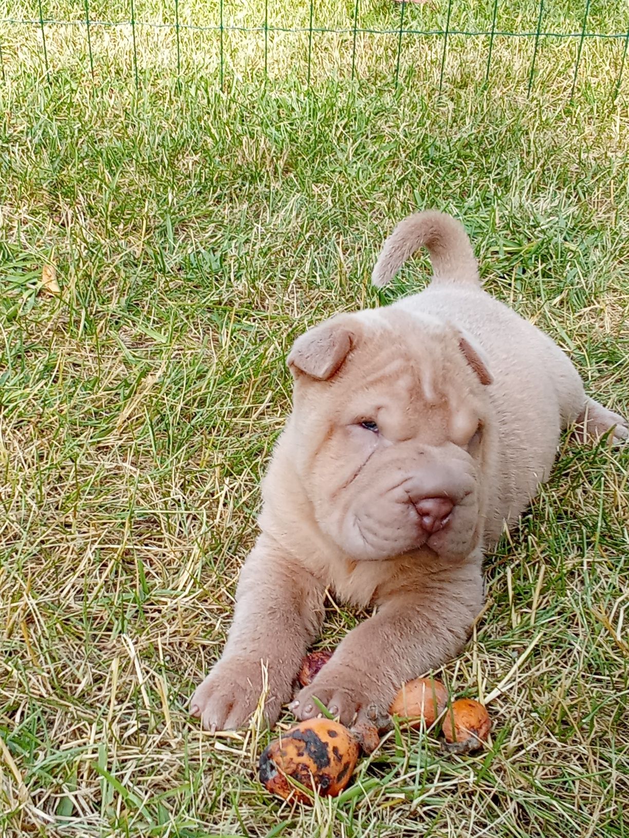 Sharpei para reserva