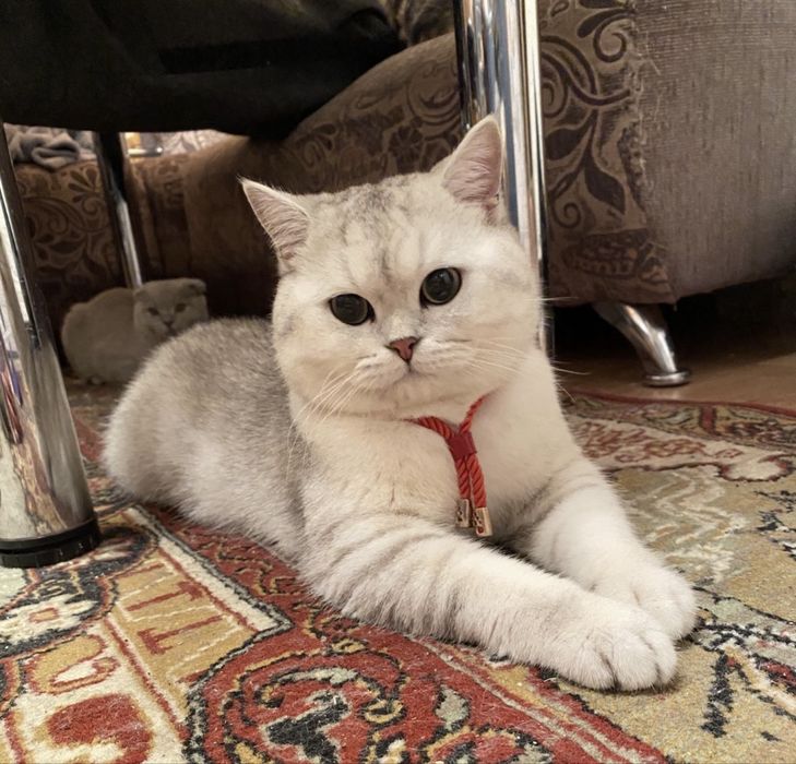 Кошеня британське хлопчик