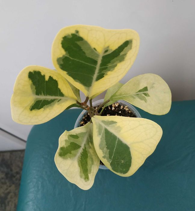 Продам фікус   Тріануляріс Коконат крем