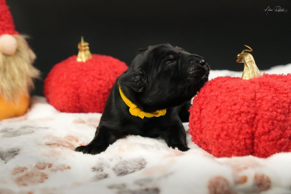 Sznaucer Olbrzym szczenię ZKwP rodzice import