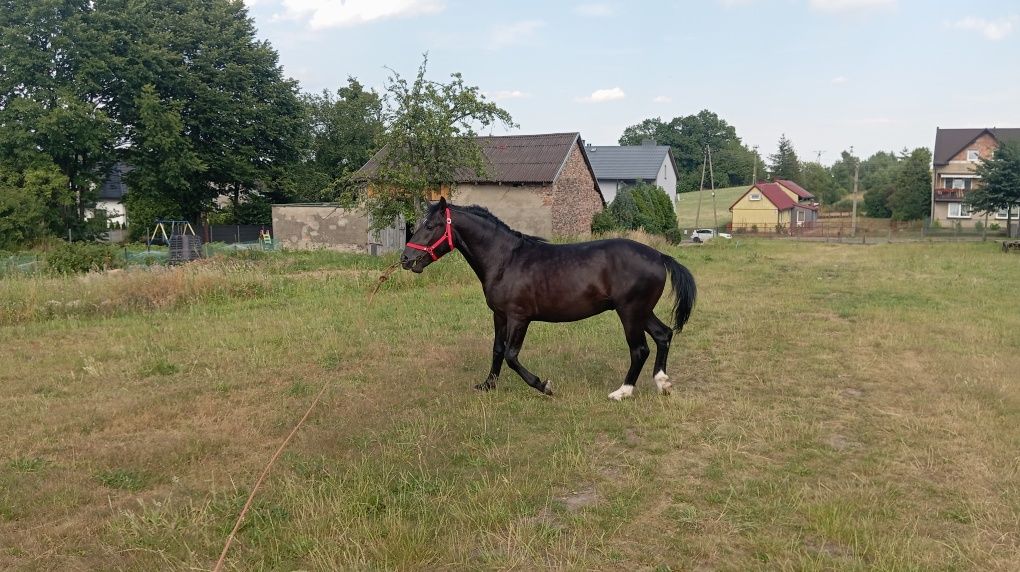 Ogier śląski  2 letni