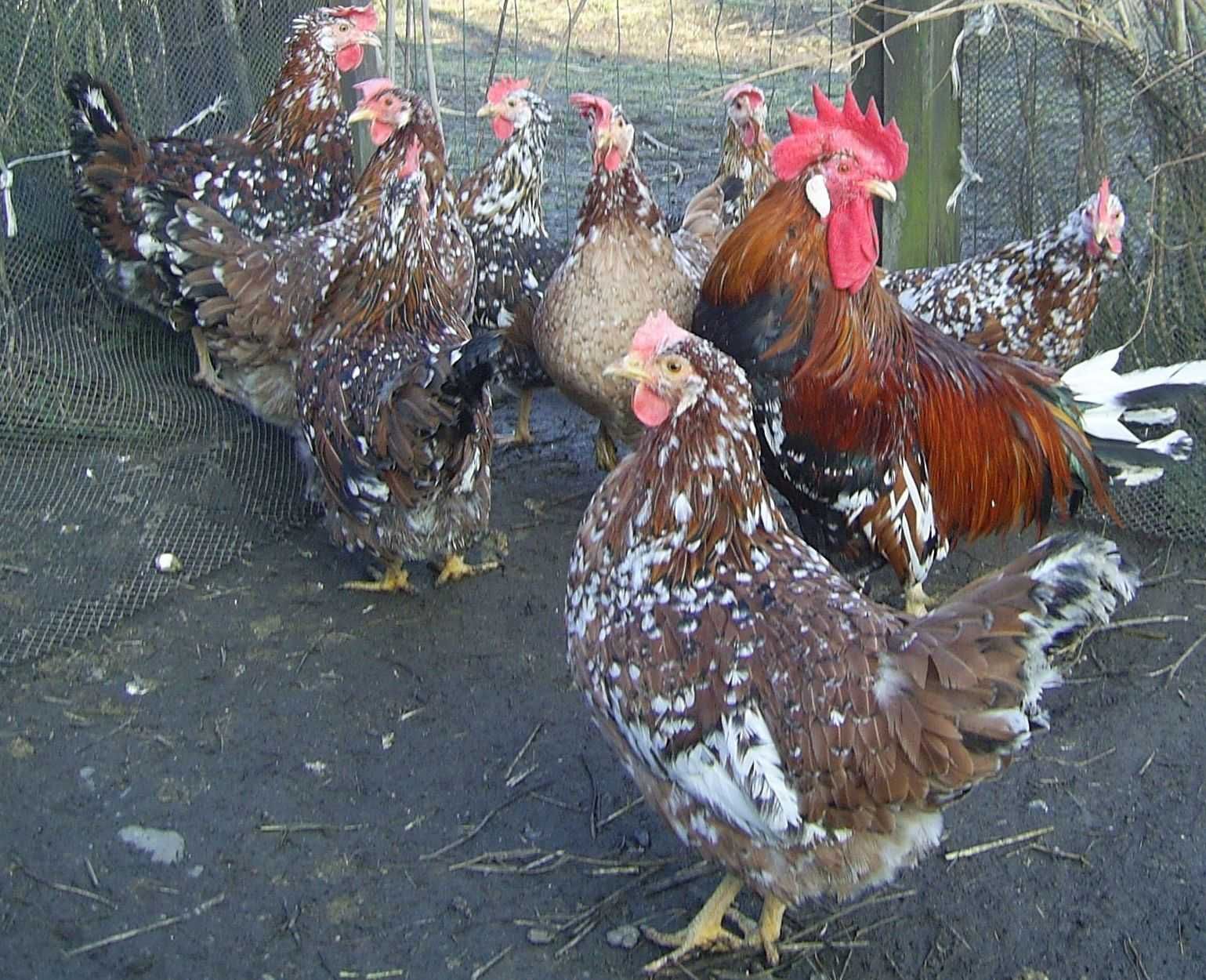 kury rasowe , jaja , jajka lęgowe