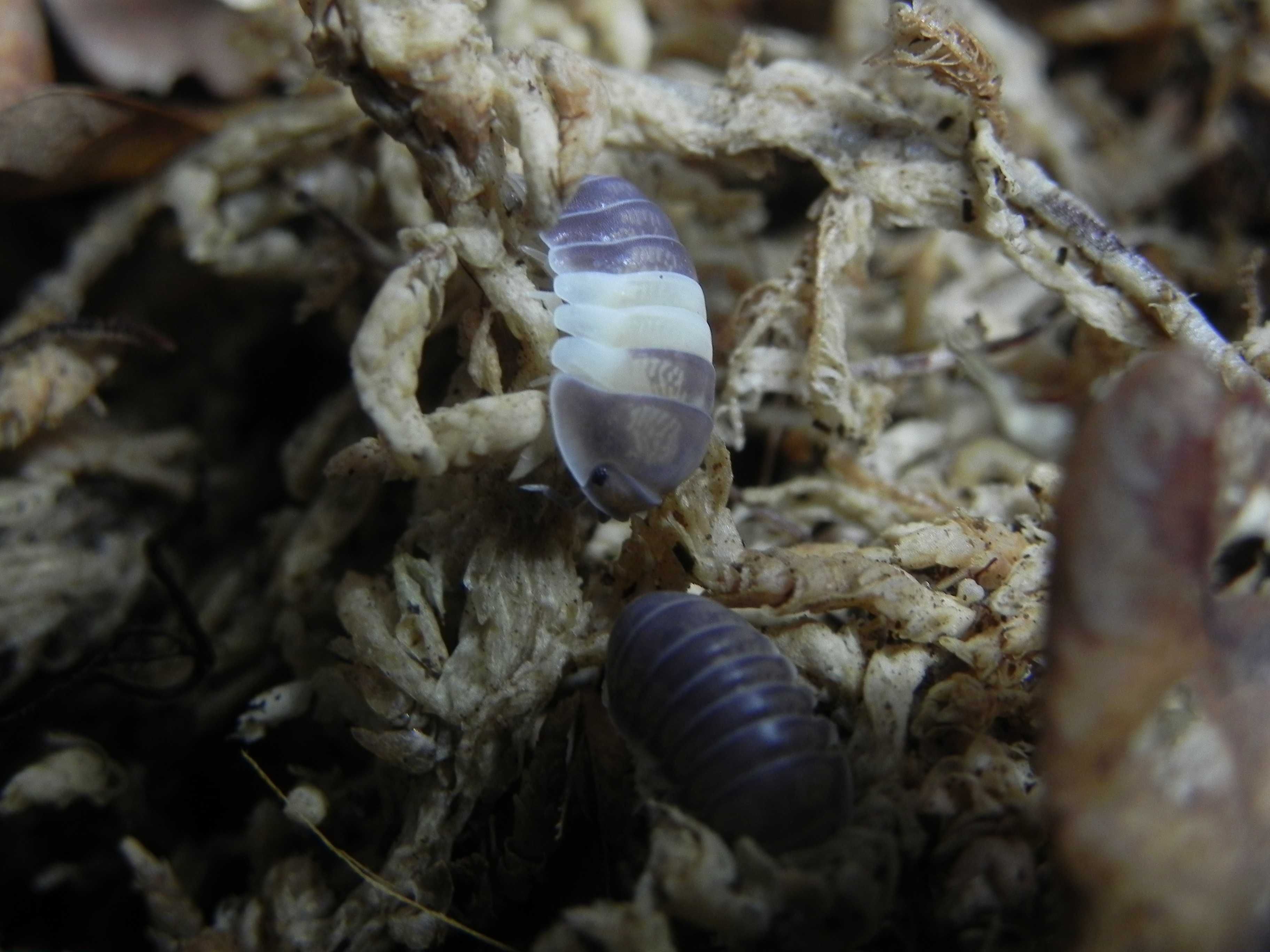 Cubaris sp Panda King