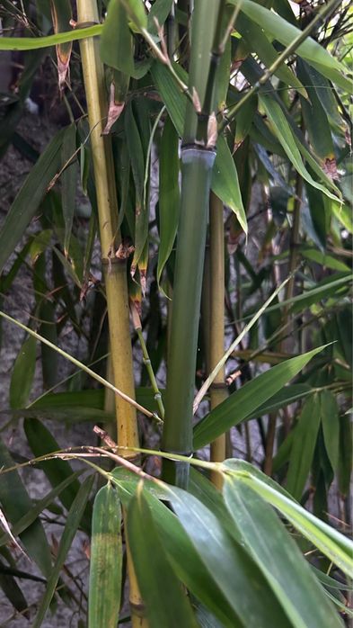 Bambu - vaso com vários pés