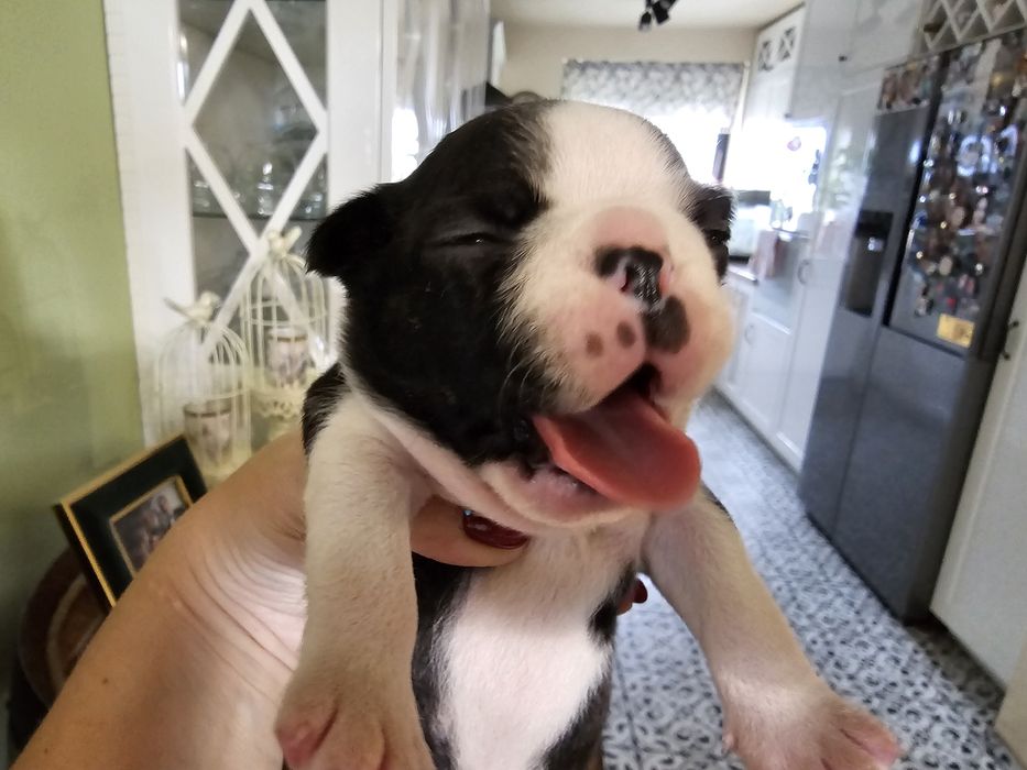 Boston terrier suczka Fci pregowana rezerwacja na grudzień