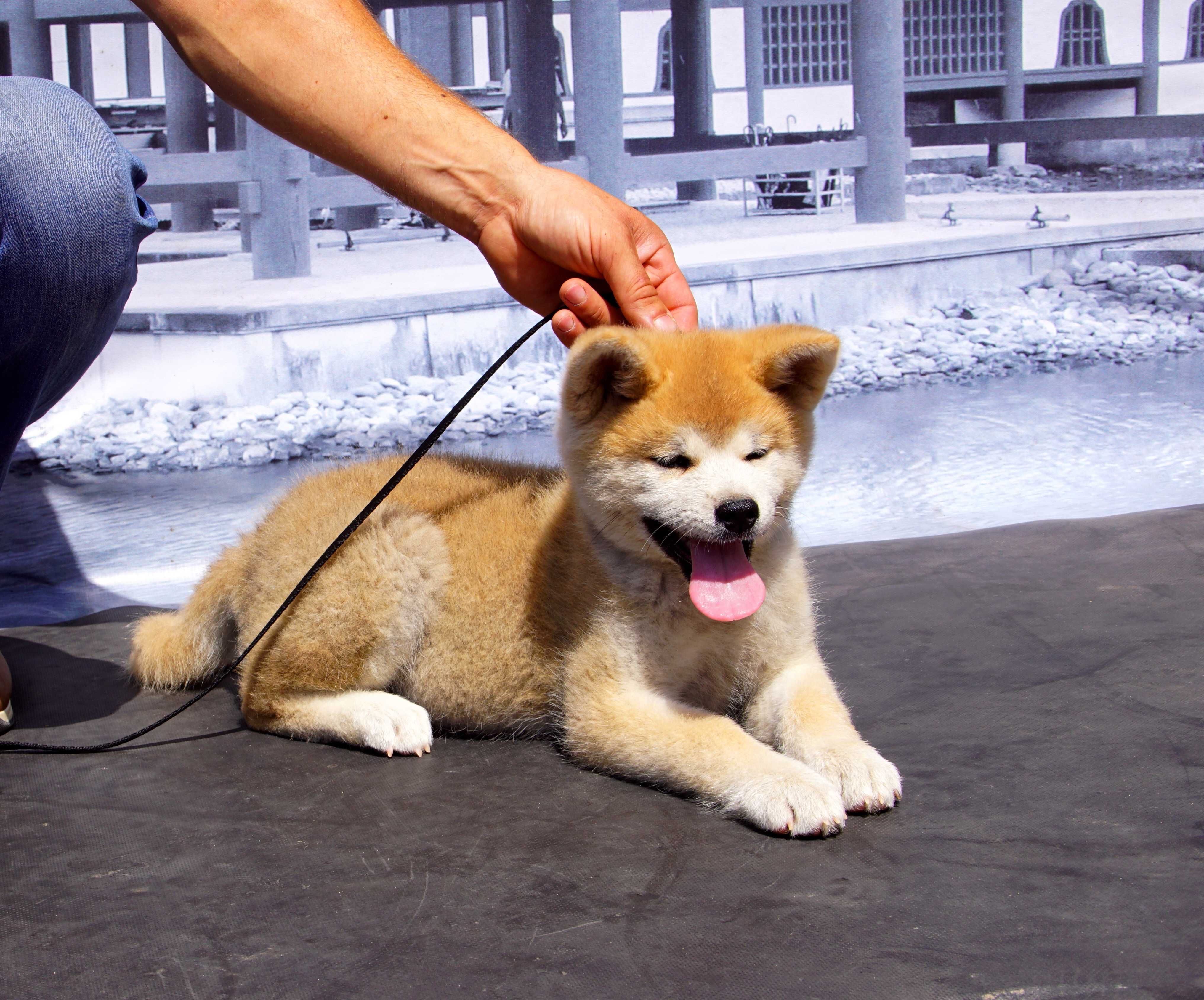 Akita Inu, miot po CHAMPIONIE POLSKI imporcie, ZKwP FCI