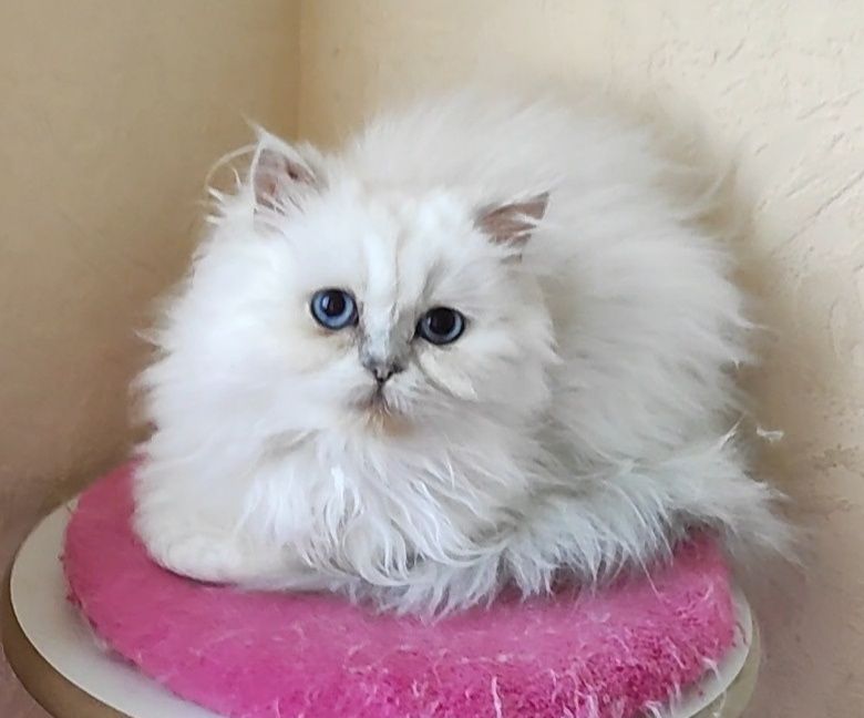 Клубный мальчик шиншиллка поинт хайленд