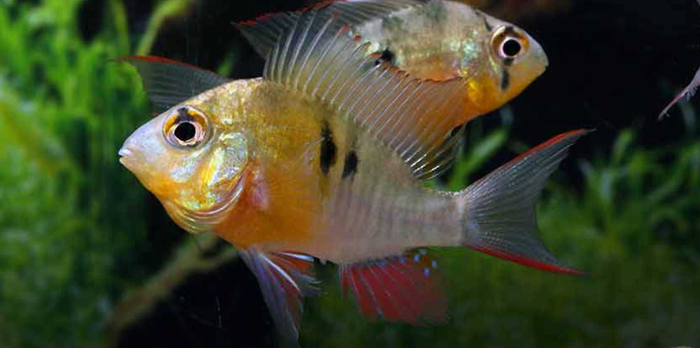 Pielęgniczka boliwijska - Mikrogeophagus altispinosus - dowóz, wysyłka