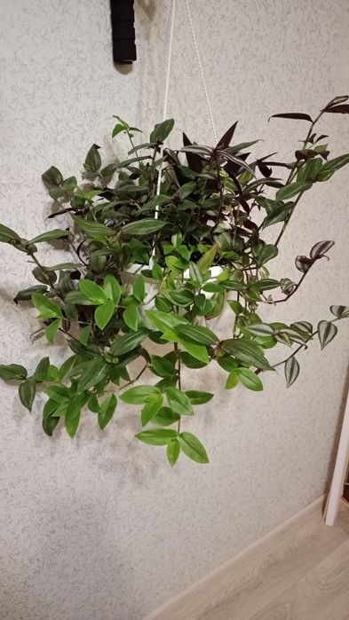 Продам композицію Традесканцій. Зебріна, Рео, Прирічна, Дисколор