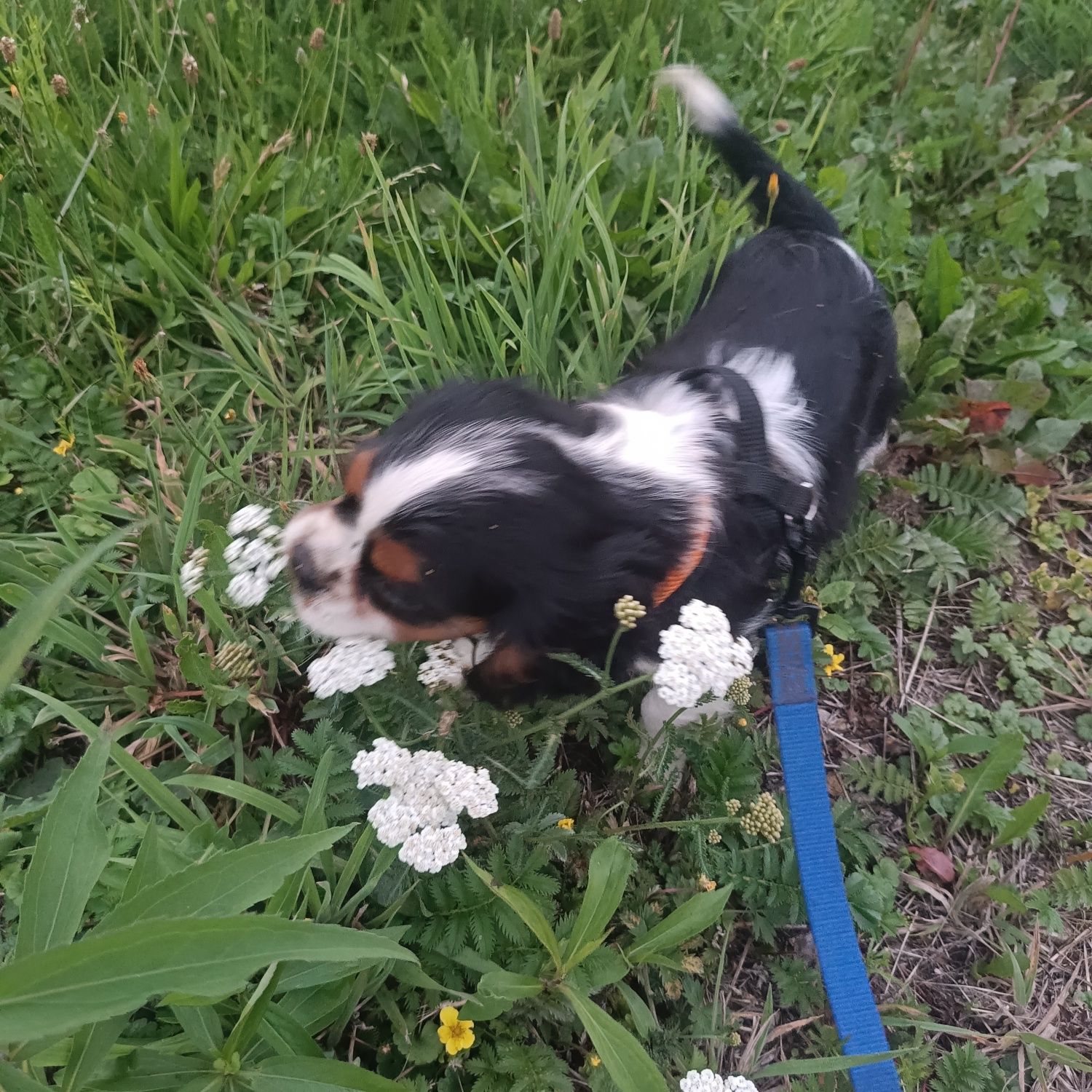 Cavalier King Charles Spaniel nie cavapoo
