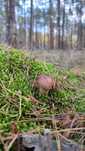 Podgrzybek suszony 300 gram