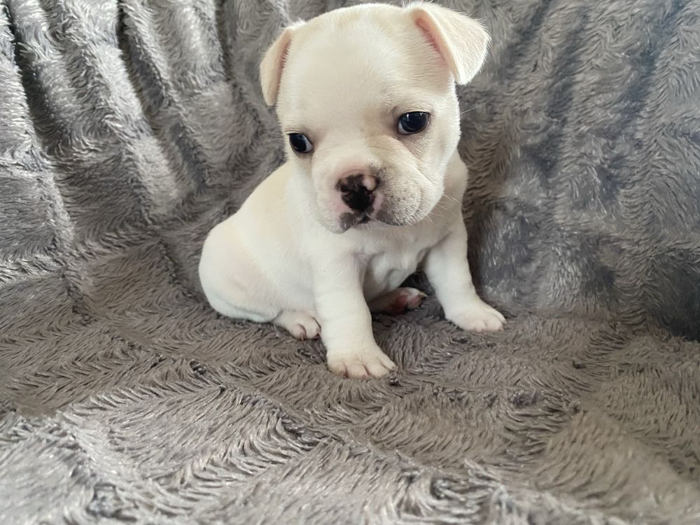 Buldog francuski