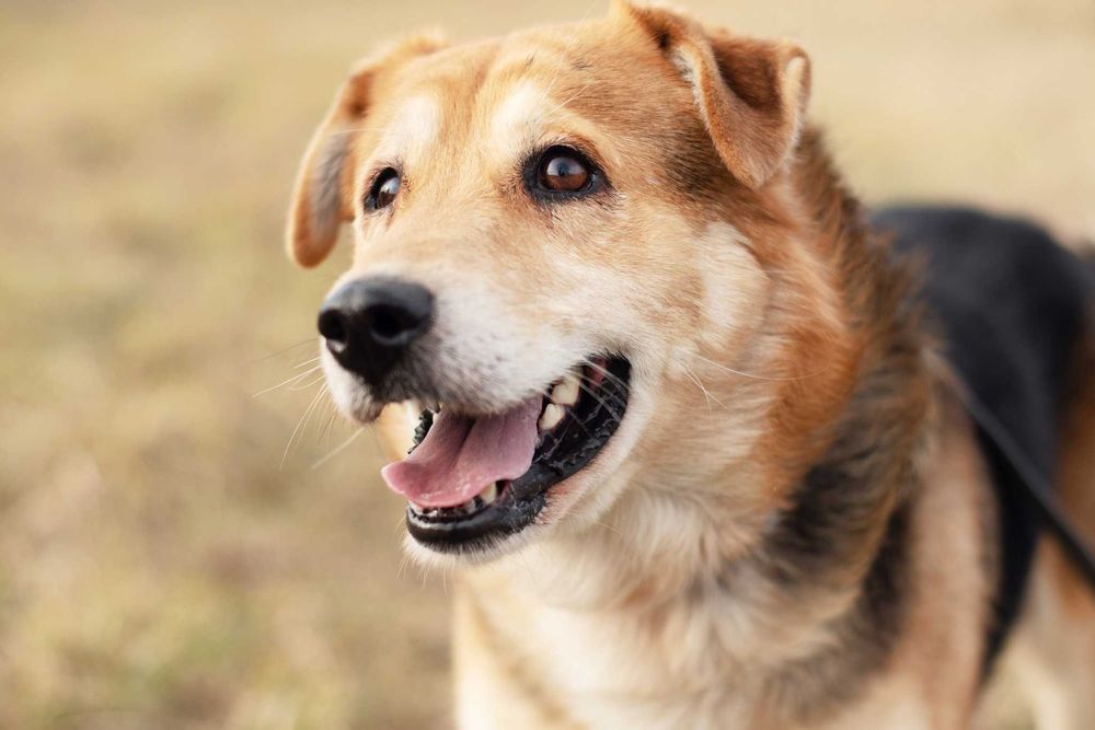 DIBON - dojrzały ale pełen wigoru i miłości do człowieka psiak