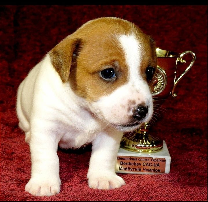 Джек Рассел терьер с документами клуба КСУ