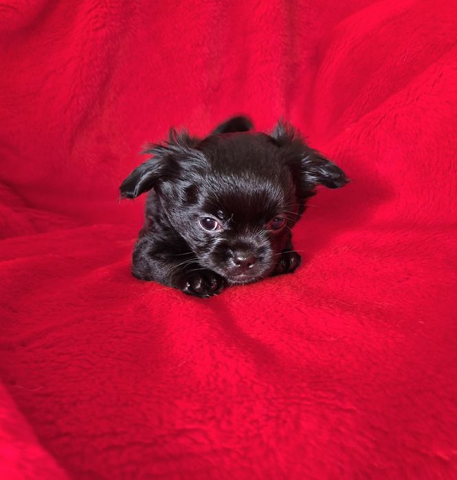 Zarezerwowana Czarna suczka chihuahua
