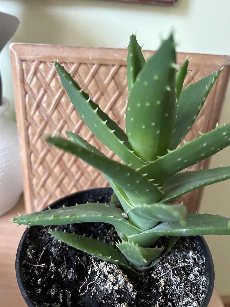 Roślina doniczkowa aloes