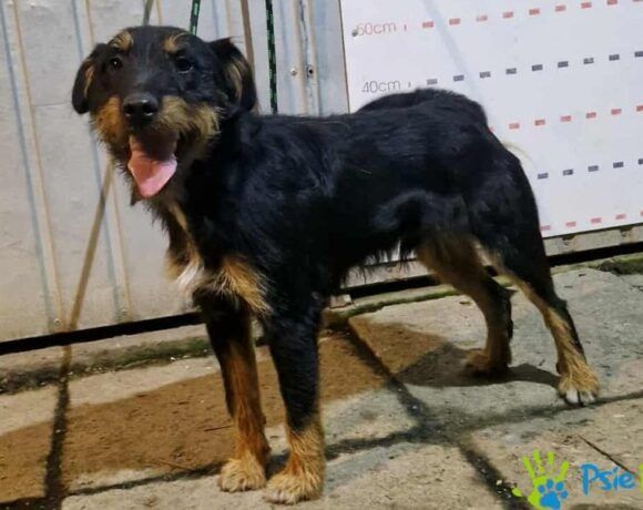 Bardzo miły, kontaktowy piesek BALET szuka domku!