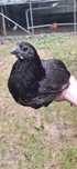Jajka lęgowe Ayam Cemani
