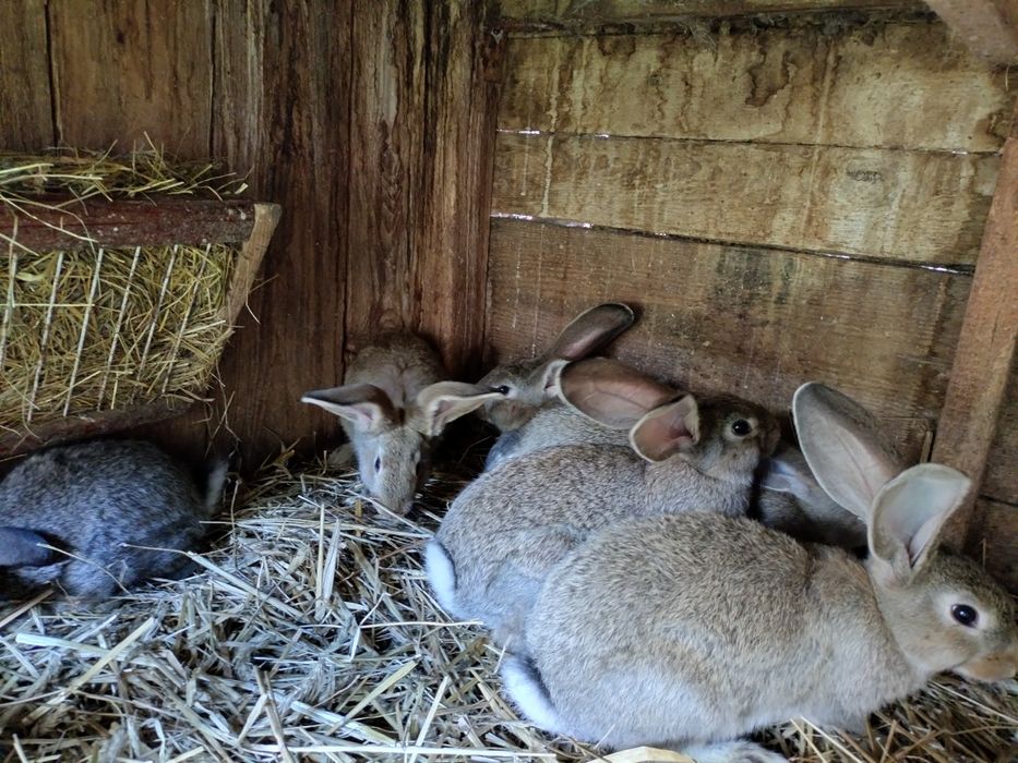 Króliki mieszańce Olbrzym. Samce i samiczki