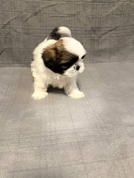 Продам щенков Ши-тцу