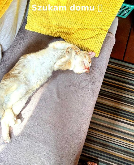 Rudy kotek szuka domu – 7 lat, spokojny, przytulaśny