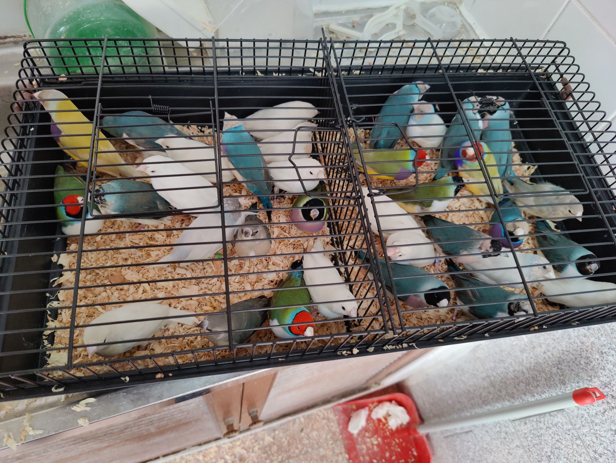 Diamantes Gould boa qualidade