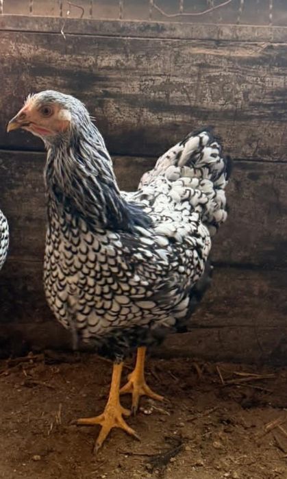 Galinha wayandotte 2025