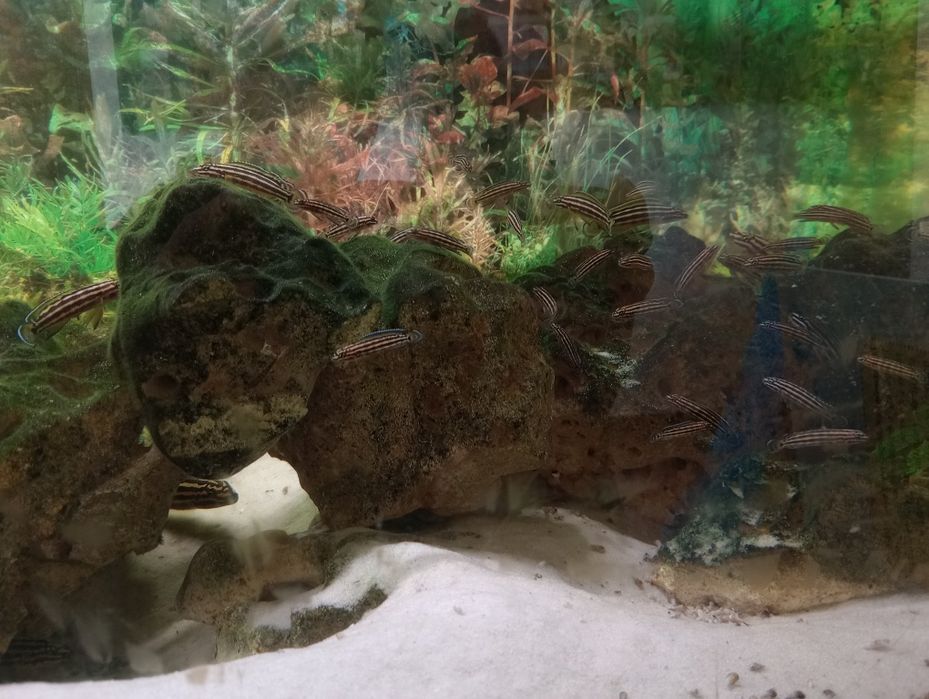 Naskalniki ryby akwariowe