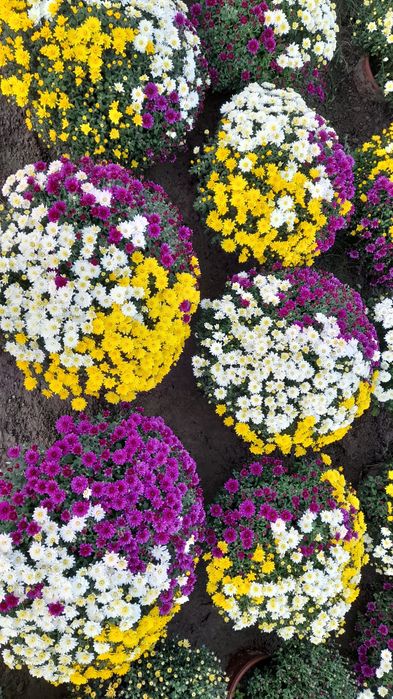 Chryzantemy chryzantema Wadowice