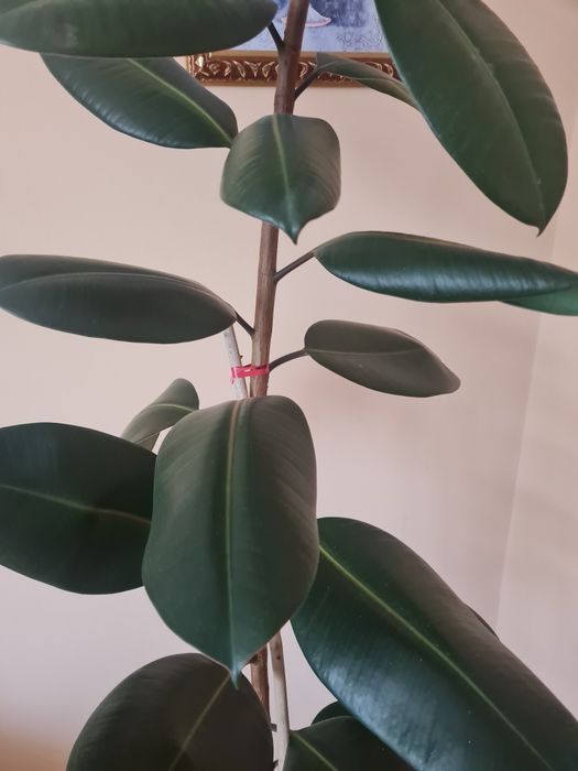 Sprzedam fikusa sprężynującego