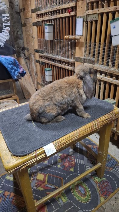 Dwie dorosłe samice fbm I fbmsr