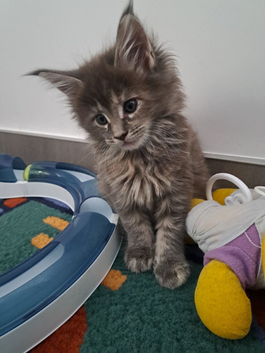 Grażynka Maine Coon