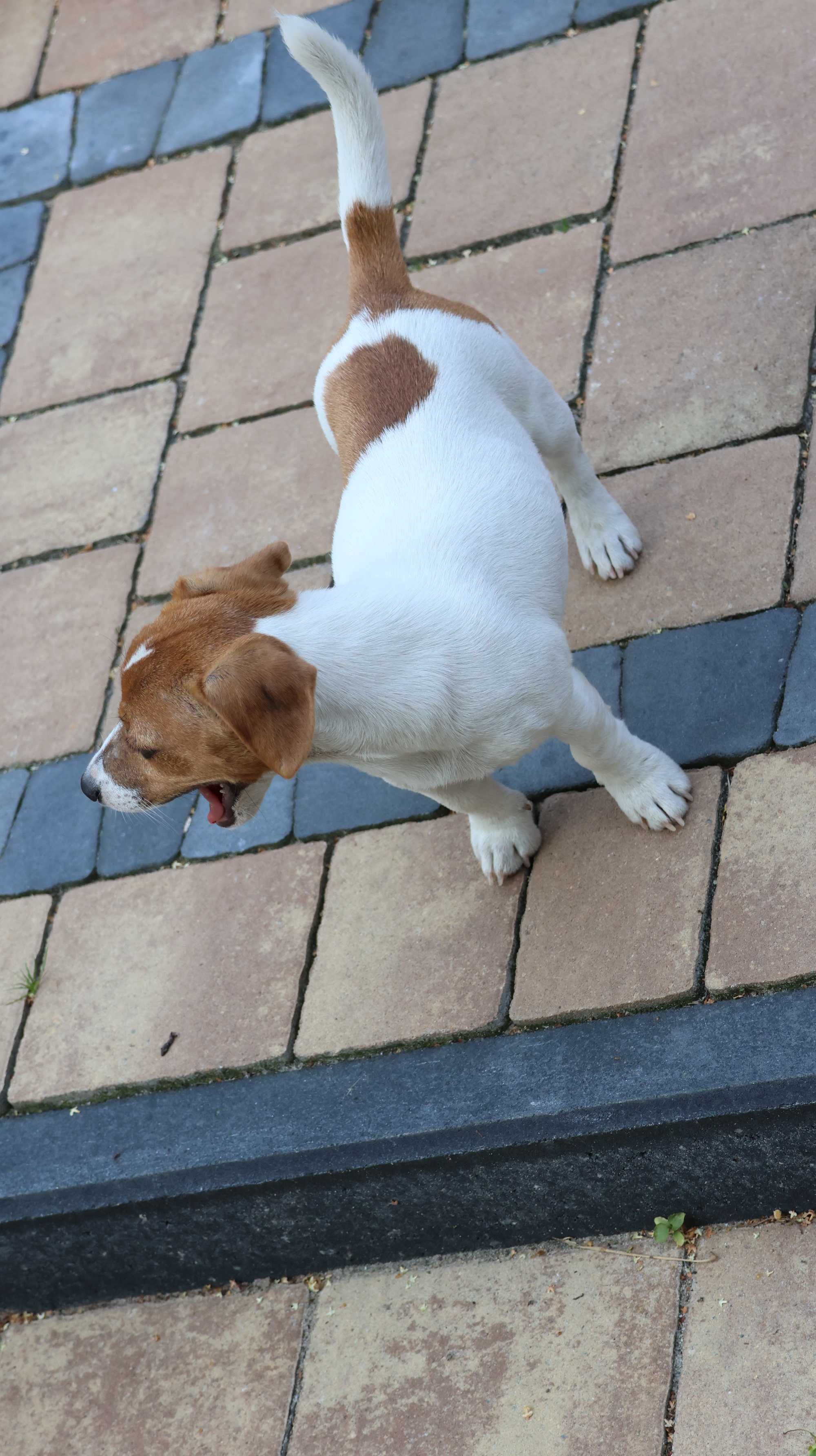 Sympatyczny , nieduży piesek Jack Russell Terrier ZKwP FCI
