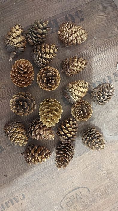 Продам пофарбовані шишки кримської сосни 7-8 см