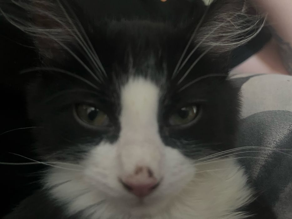 Котик частично мейн-кун