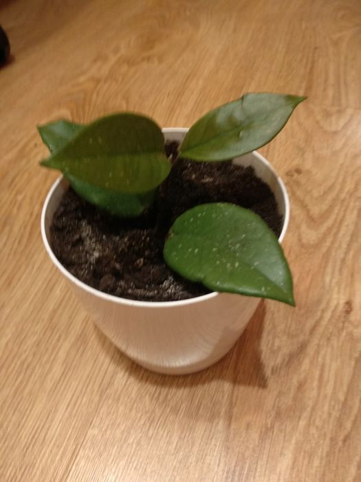 Hoja w doniczce .