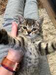 Piękny kociak do adopcji REZERWACJA
