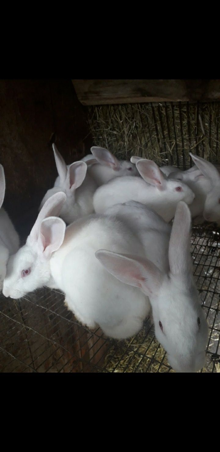 Продам  кролів термонці білі