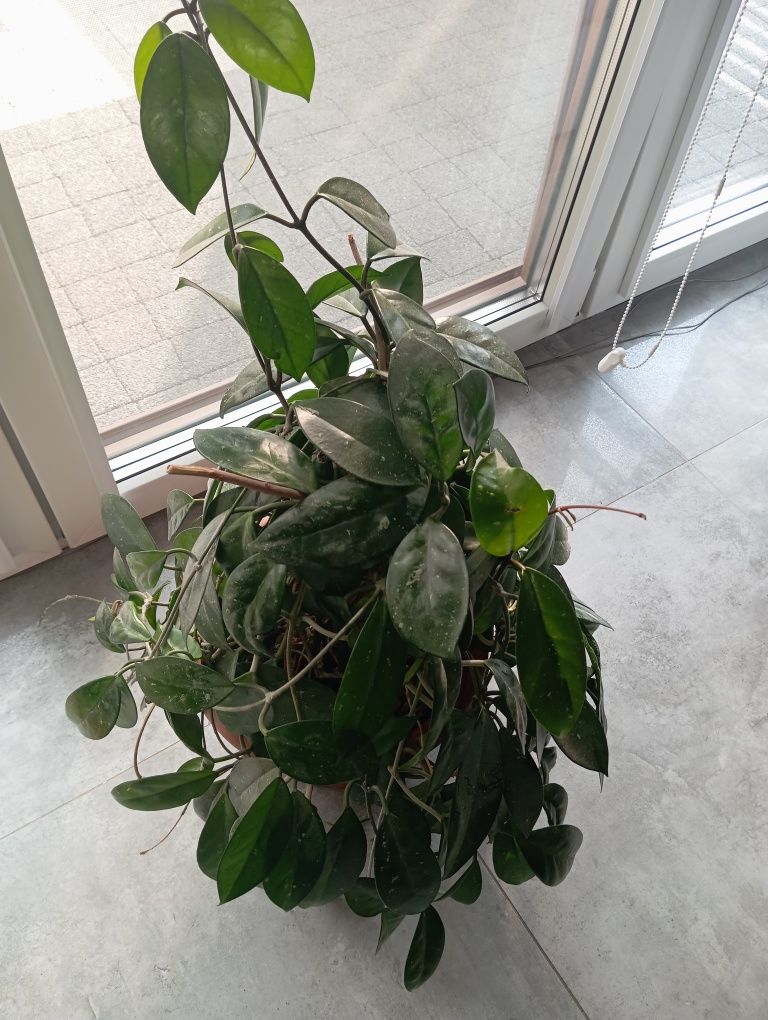 Hoja kwiat doniczkowy Hoya carnosa