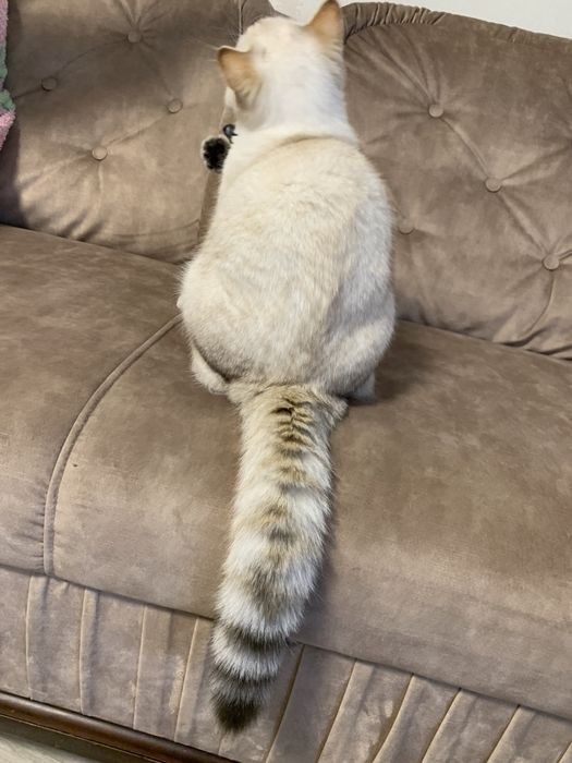 Шотландський котик в‘язка