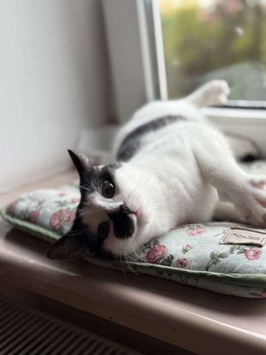 Котик в добрі руки