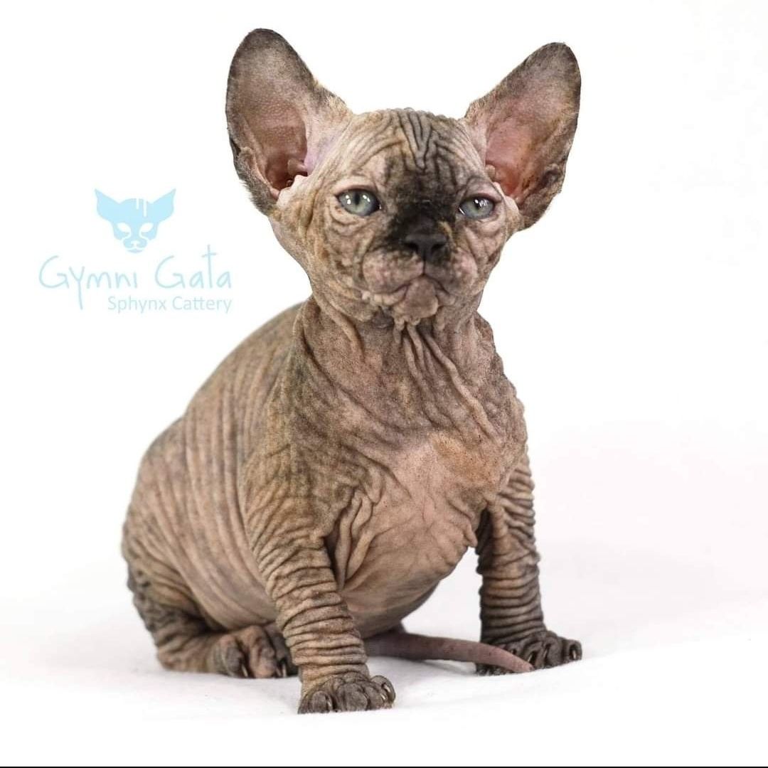 Gymni Gata*PL PLANUJEMY miot L sphynx sfinks